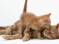 MS Shot of red tabby domestic female cat with Kitten / Vieux Pont, Normandy, France Stock Footage