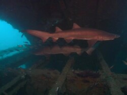 Sandtiger Ragtooth sharks, in wreck, camera follow solo shark out wreck. North Carolina, Atlantic Ocean  Stock Footage