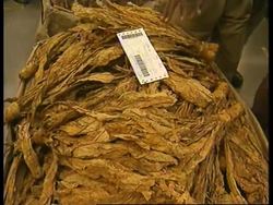 ZIMBABWE: HARARE: TOBACCO AUCTION DISRUPTED News Clip