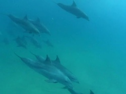 WS Shot of Bottlenose dolphin pod swimming and diving / Matola, Maputo, Mozambique Stock Footage
