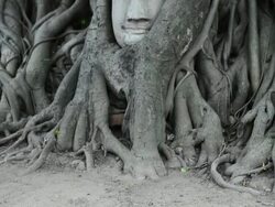 Head of Sandstone Buddha in root Stock Footage