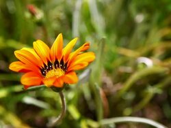 American Chrysanthemum Stock Footage