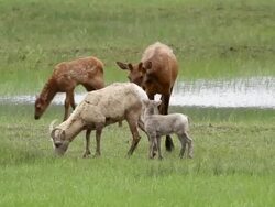 MS Shot of interaction between bighorn sheep and elk calf and Two year old elk at pond / Estes Park, Colorado, United States Stock Footage