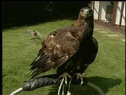 Rescued eagle returns to the sky News Clip