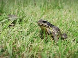 Common Frog on the Grass Stock Footage