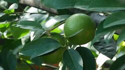 Lime tree with fruits closeup Stock Footage