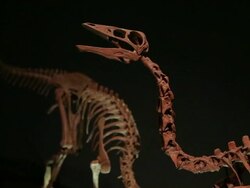 Dinosaur skeletons on a black background Stock Footage
