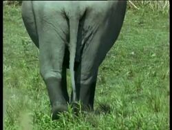 MCU Indian Elephant walking away from camera, India Stock Footage