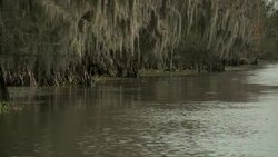 Water ripples below mangroves in a swamp. Stock Footage