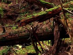 Broken trees in forest Stock Footage