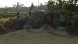 Farm labourers in rural Bangladesh dressed in colourful saris thresh wheat by hand during the call for prayer from the local mosque  Stock Footage