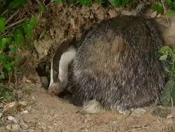 CU European Badger, meles meles / Calvados, Normandy, France Stock Footage