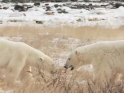 MS PAN Two polar bear fighting each other / Churchill, Manitoba, Canada Stock Footage