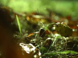 Conkers falling on ground, sharp Stock Footage