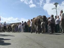 MS Tourist watching ceremonial driving down of cattle from mountain pastures into valley in autumn / SchÃƒÂ¶llang, Bavaria, Germany Stock Footage