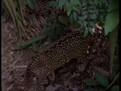 MS Pan left, High angle Jaguar walking through undergrowth, South America Stock Footage