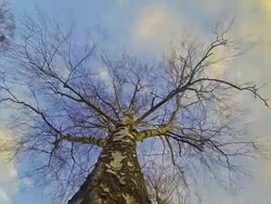 HD TIME-LAPSE: Treetop Against Storm Clouds Stock Footage