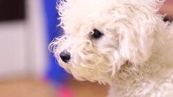 White dog Stock Footage