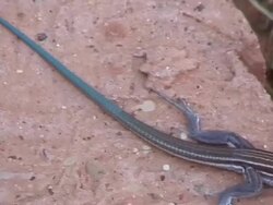 Striped Lizard with Blue Tail Stock Footage