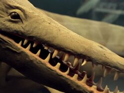 Demonstration of dinosaur bones in a museum Stock Footage