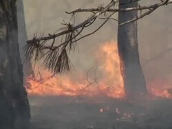 CU, Canada, Ontario, Toronto, Forest fire Stock Footage