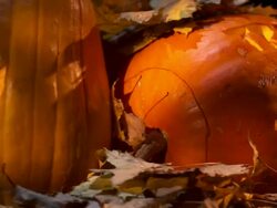 HD: Trick Or Treat Jack O' Lantern Stock Footage