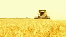 Harvesting of grain harvesters Stock Footage