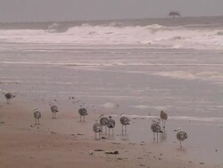 beach seagulls Stock Footage