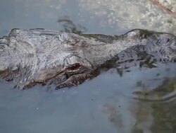 Swimming Alligators Stock Footage
