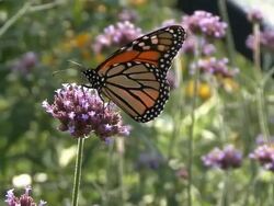 Monarch butterfly feeding on purple flower Stock Footage