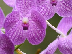 Purple orchids Stock Footage