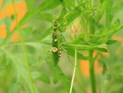 Mantis in action Stock Footage