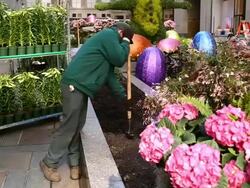 New York's Rockefeller Center Prepares For Easter Holiday Stock Footage