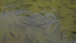 Trout in the pond Stock Footage