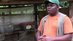 Farmers breed weevil grubs to meet demand for tasty snack Instructional Video