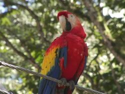 CU, LA, Honduras, Colorful parrot sitting on wire, turning head Stock Footage
