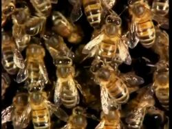 Honey bees on honey comb, camera tracks across, England Stock Footage