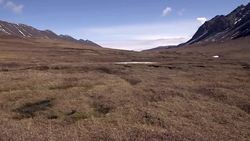 The arctic ground squirrel sheds light on circadian rhythms Instructional Video