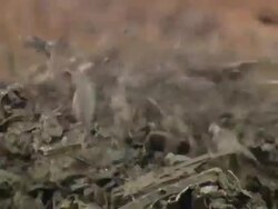 MS Iron wire falling and smoke / Tacoma, Washington, United States Stock Footage