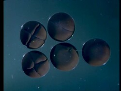 T/L 5 frogs egg cells dividing Stock Footage