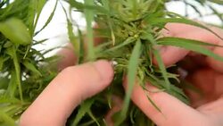 Cannabis. Stock Footage