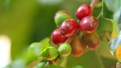 Coffee beans on trees Stock Footage