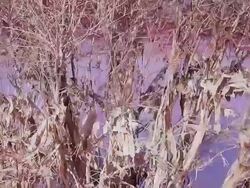 CU TD Shot of bright red algal bloom near Westgate Bridge, Yarra River / Melbourne, Victoria, Australia Stock Footage