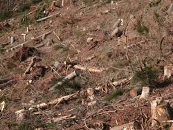 MS View of ravaged woodland after storm  /  Kastel-Staadt, Rhineland-Palatinate, Germany  Stock Footage