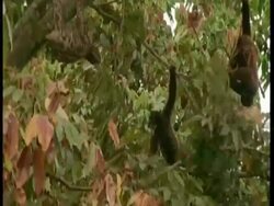 MS Woolly monkeys surrounding and hassling Sloth in tree, South America Stock Footage