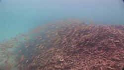 A massive school of fish swarms over the bottom of the Mekong River. Stock Footage
