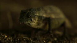 A dwarf chameleon moves its arm and eye. Stock Footage
