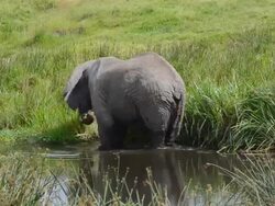 MS Elephant grazing in water / Ngorongoro Conservation Area, Tanzania  Stock Footage