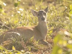 deer is siting alone Stock Footage