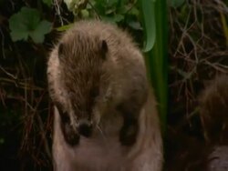 European Beavers (Castor fiber) cleaning together in lake, England, UK Stock Footage